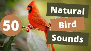 50 Natural Bird Sounds - Royalty Free Nature Sound Effects No Copyright