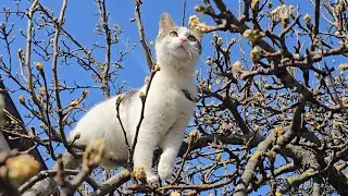 Relaxing Cat Video 281