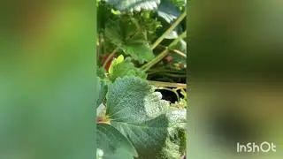 Strawberry plant