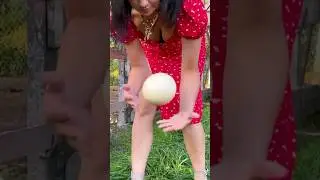 The queen harvests ostrich eggs!!! 