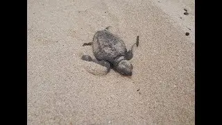 ЧЕРЕПАХА ПЕРВЫЕ МИНУТЫ ЖИЗНИ. Рождение черепашек. Birth of turtles.