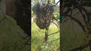 Вышел огромный  рой пчёл