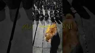 KUCING OREN EMOSI MANTANNYA DIBAWAH KABUR TEMAN DEKATNYA