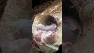 Биопарк Валенсия - уникальные зверушки