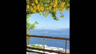 limon ağacı