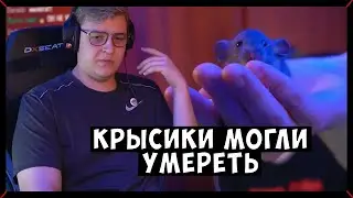 ПЯТЁРКА ПРО ЧЕЛОВЕКА, ИЗ-ЗА ДЕЙСТВИЙ КОТОРОГО МОГЛИ УМЕРЕТЬ КРЫСИКИ | Бомбит