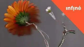 Basile3 - Grateful, After All