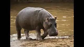 (REUPLOAD-ISHED) sonidos de animales salvajes y domésticos para niños pequeños
