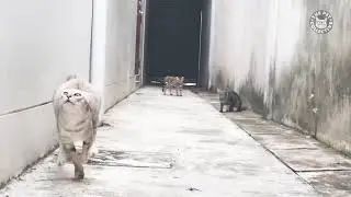 Ай эм флая флая флая