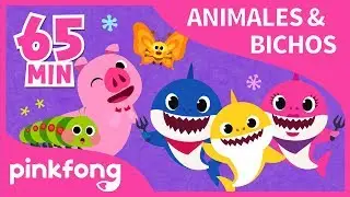 Las Mejores Canciones de Animales & Bichos | +Recopilación | Pinkfong Canciones Infantiles