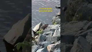 Встретил зверька в центре города, но не узнал, кто это 🦦