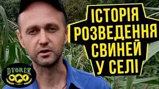 Про розведення свиней у селі