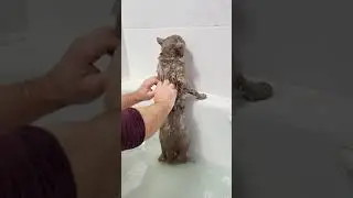 Говорящий кот