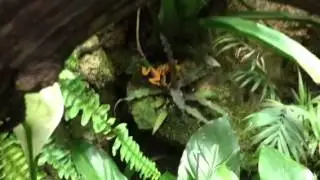 Frog Rape