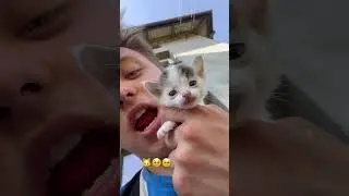 These kitties are the sweetest little things ever🥹🥹🩷