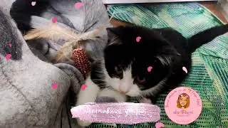 🌺 Котята - вечные младенцы, стоит от него отойти, тоже рыдать начинает 💓