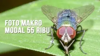 FOTO MAKRO MODAL 55 RIBU | MAKRO DENGAN LENSA FIX 50MM