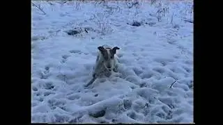 ХХ ХХ 2000   Прогулка зимой (Серебренный бор) Крикс