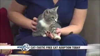 Cat-tastic Free Cat Adoption event!