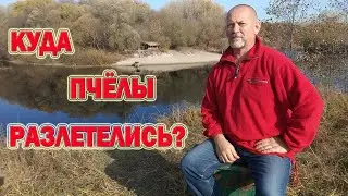 В одну ночь пчёлы с пасеки слетели, оставив в ульях мёд. Куда они улетели и в чём кроется причина?