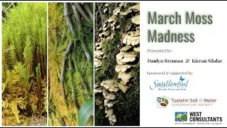 Moss Madness