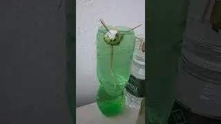Avokado.