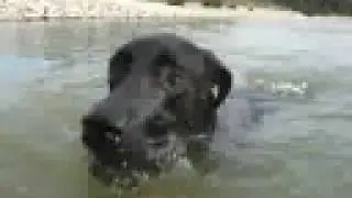 Great Dane dog playing in the Lake