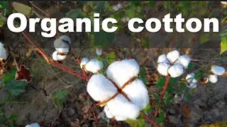 What is Organic Cotton?। Tex wahid