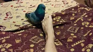 Эх, Баря! Не судьба!