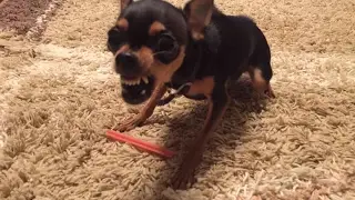 What will happen if Russian Toy Terrier pick up snacks.