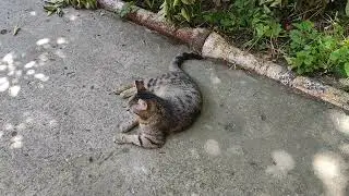 Алиса и Линда во дворе.