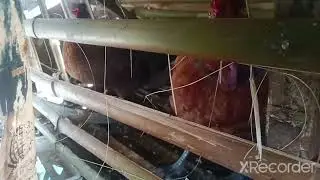 MUTYA Ng MANOK | Agimat | *true story*