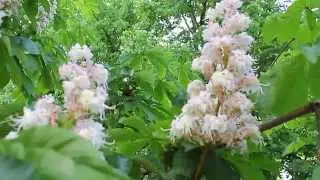 ВИДЕО.   футаж 