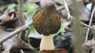 Jestiva gljiva Hibridni smrčak (Morchella semilibera)