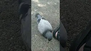 Бесстрашный голубь )