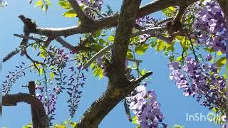 いとしのエリー　ソプラノリコーダー