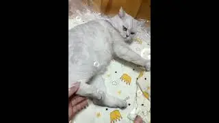 When I am annoying my cat @petsanimalsss