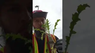 Eating Nettles