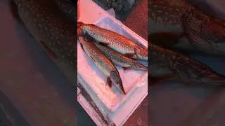 СЫНОК НАЛОВИЛ РЫБКИ