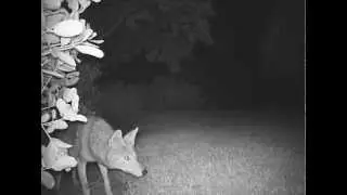 Coyote in Merritt Island near Pineda Causeway - Protect Pets! (December 2, 2012)