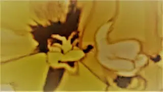 SOMBODY TOUCHA MY SPAGHET, but everything is ＳＰＡＧＨＥＴ