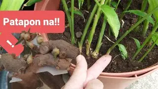Patapon na Ginger Wag Itatapon !/Re Grow Unused Ginger the result is Amazing#Gardeningtips#GingerDIY
