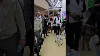 Собаки роботы и собаки разных профессий ⚙️🦿🐕 #выставкасобак #собака #робот #новыетехнологии