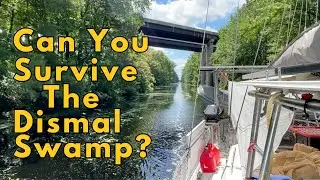 What You Need to Know About the Dismal Swamp
