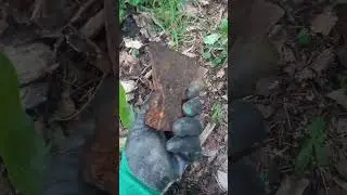 Топоры в Лесу 🌲