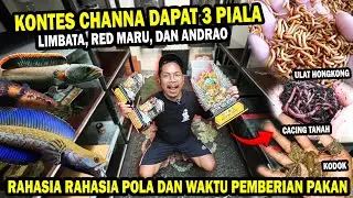 DAPAT 3 PIALA? BONGKAR POLA MAKAN DAN JABWALPEMBERIAN PAKAN CHANNA JUARA