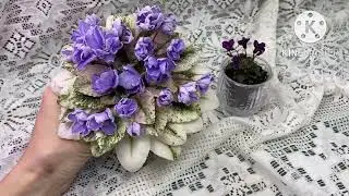 Цветущие новинки в коллекции. Hunter’s Black Talon, ЛЕ-Scales, Queen Sabrina, Rivermist Calypso.