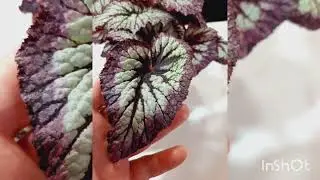Слайд-шоу. Мои комнатные растения
