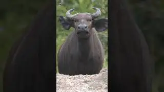 Buffalo Sounds