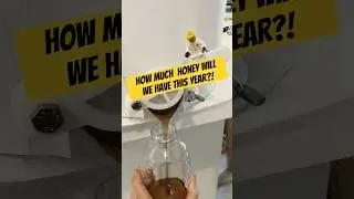 WE HAVE HONEY!🍯 🐝 #shorts #honey #beekeeper